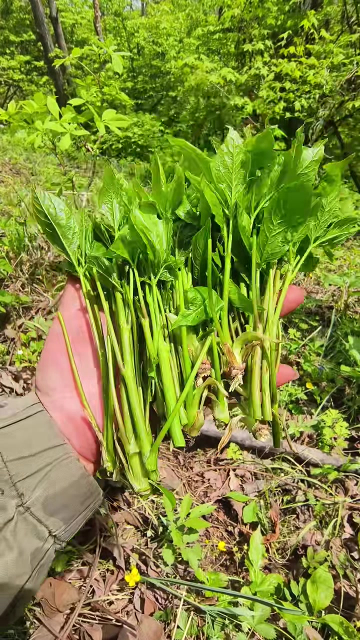 东北山野菜大全!