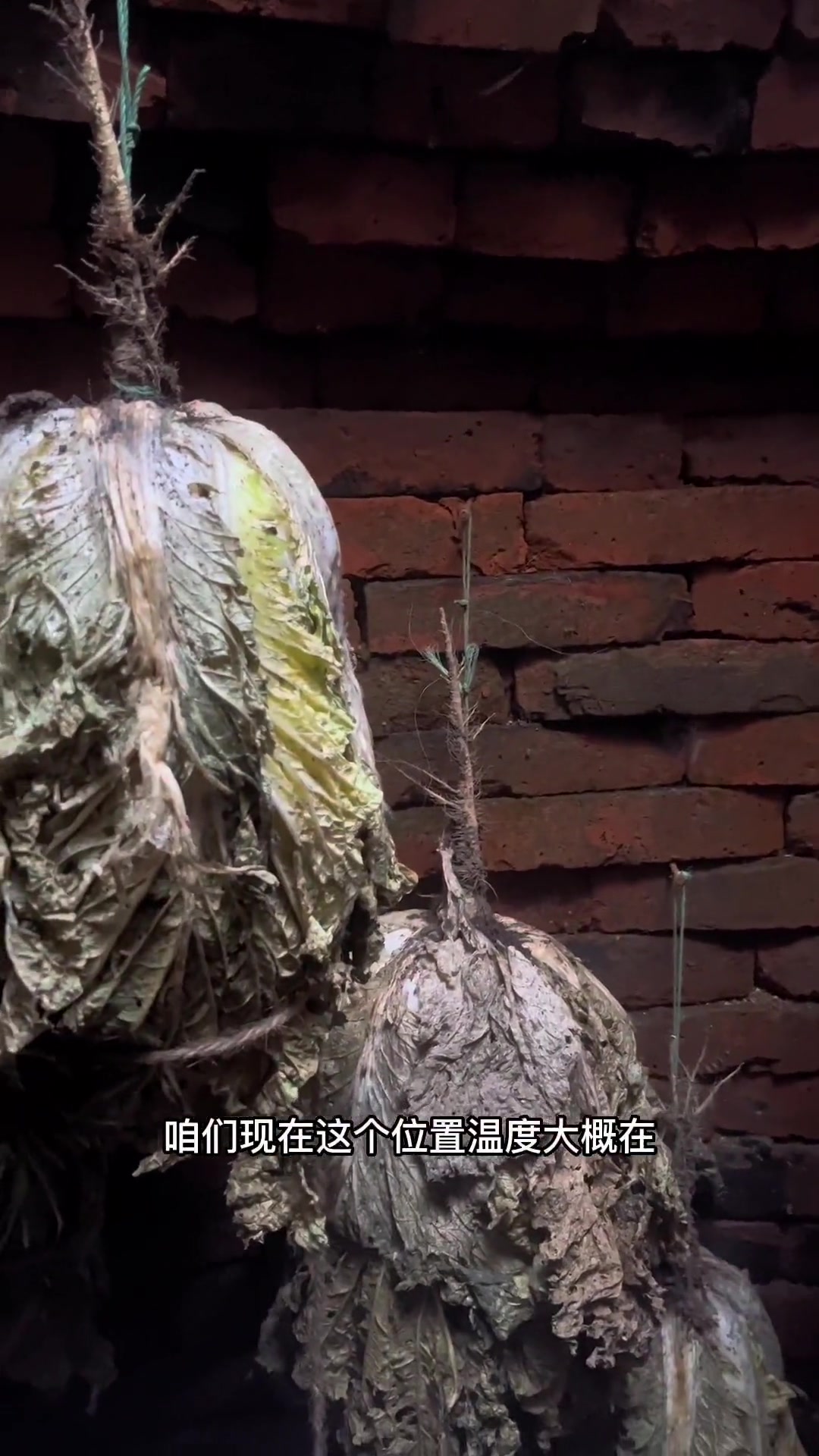 东北农村冬天是怎么储存蔬菜的,看看我家的大菜窖吧