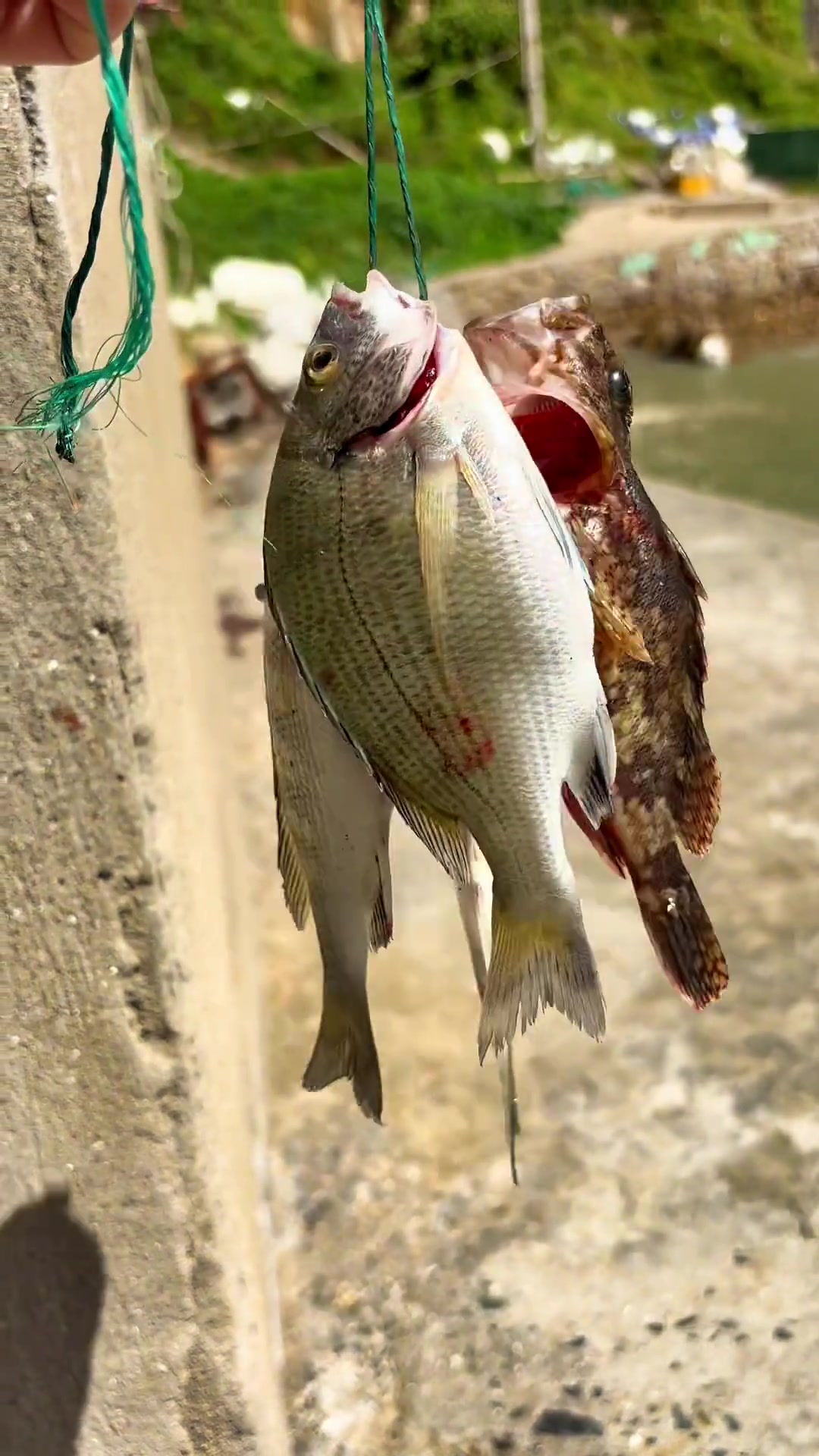 「海岛生活第12集」闲着无聊和老公一起去钓鱼了,钓了黑鲷和虎头鱼,晚饭红烧了一盘小黑鲷,透