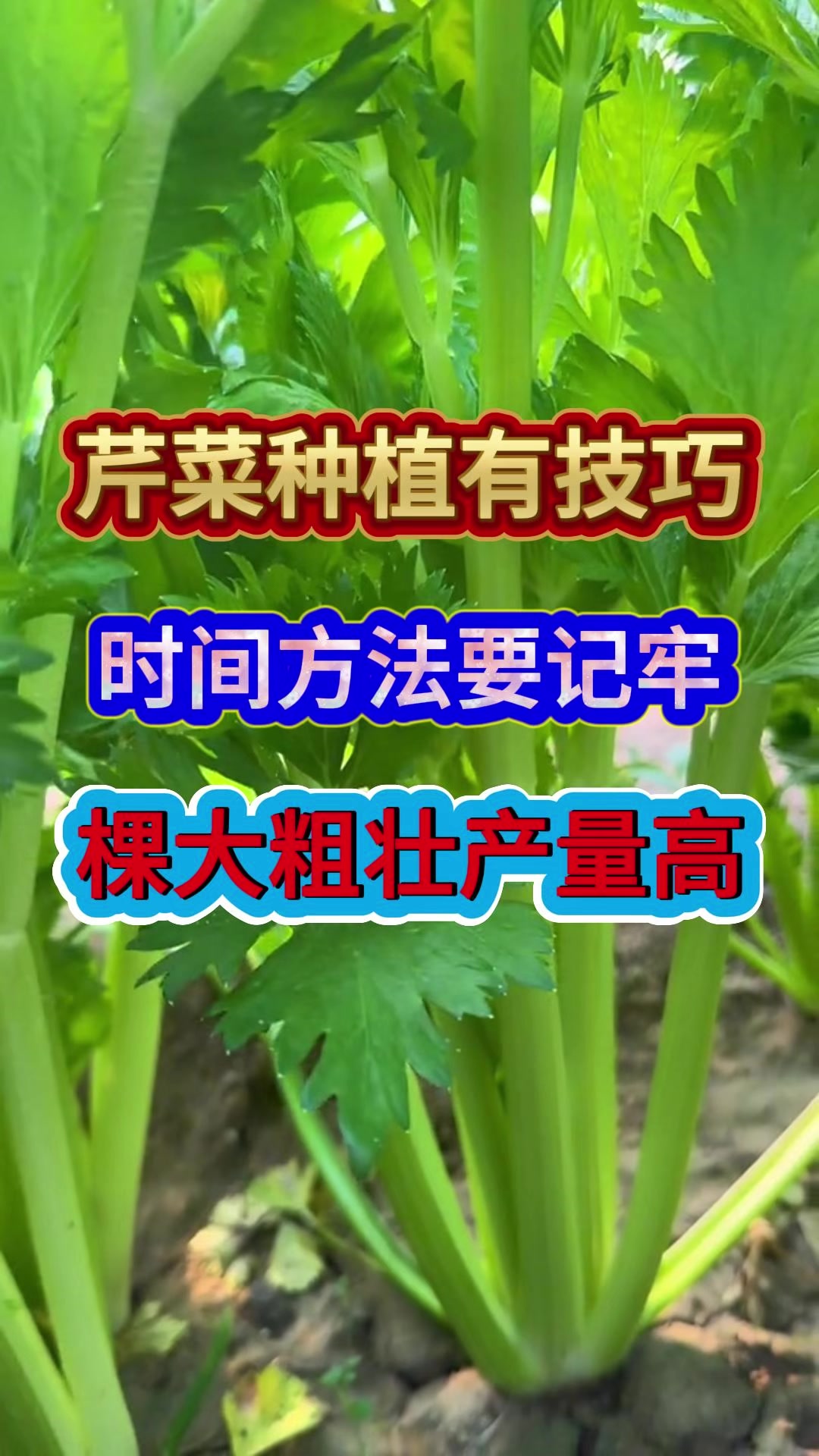 芹菜种植有技巧时间方法要记牢棵大粗壮产量高