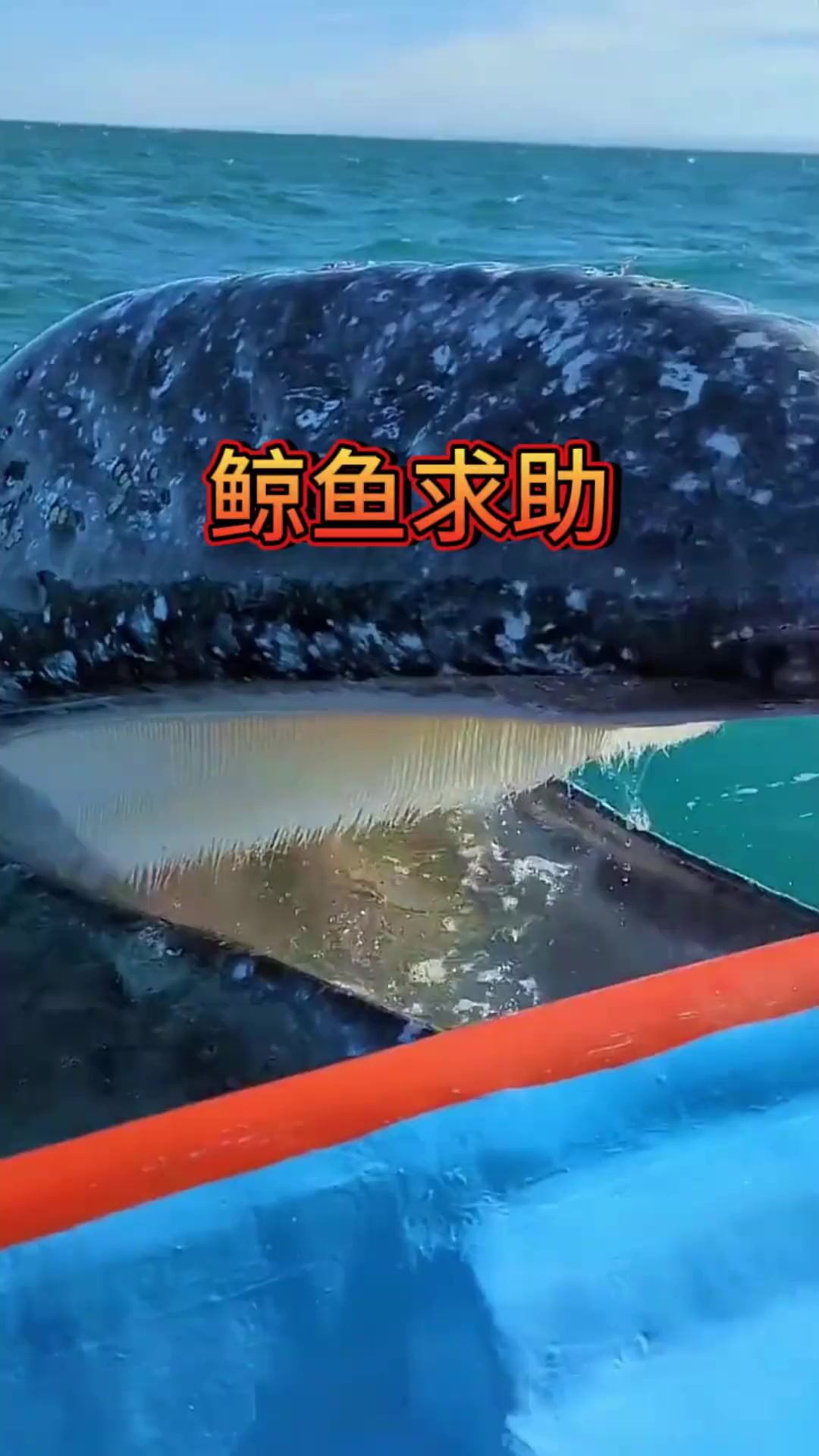 鲸鱼浑身长满讨厌的藤壶,不得已只能向游客求助!
