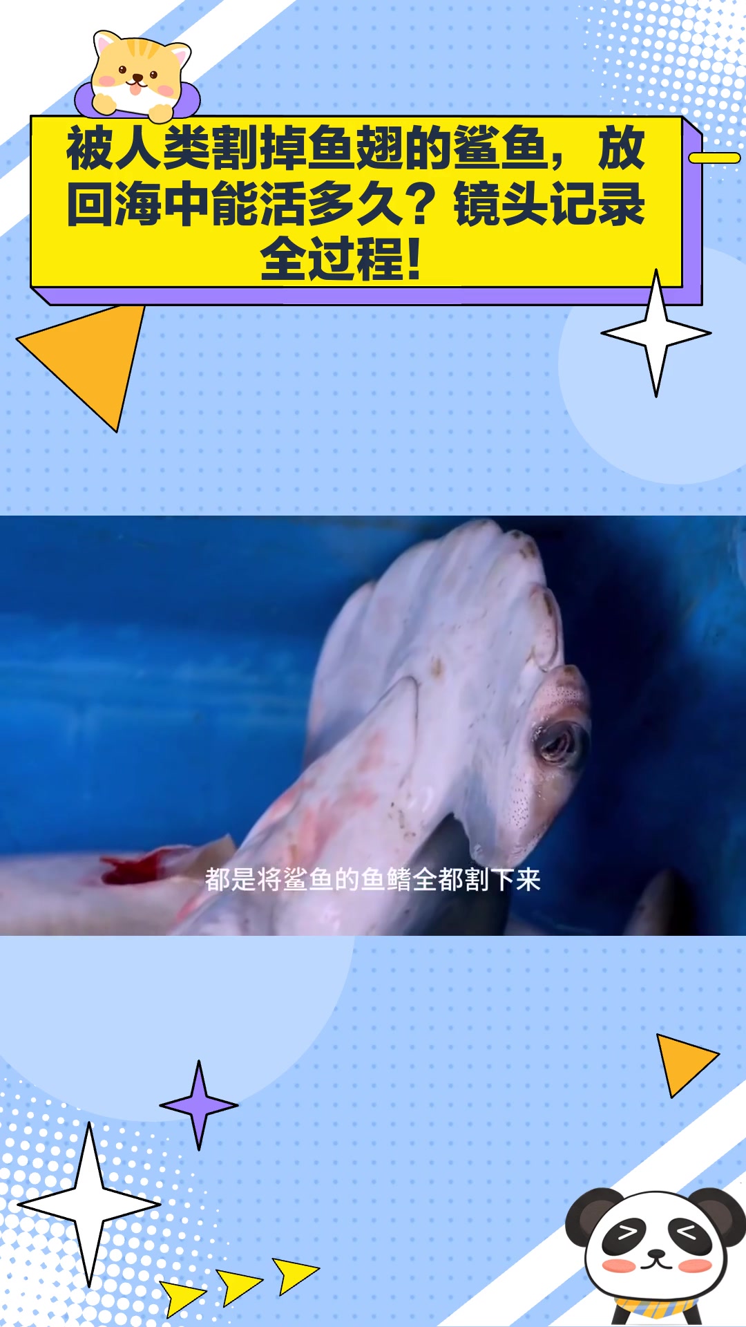被人类割掉鱼翅的鲨鱼,放回海中能活多久?镜头记录全过程!