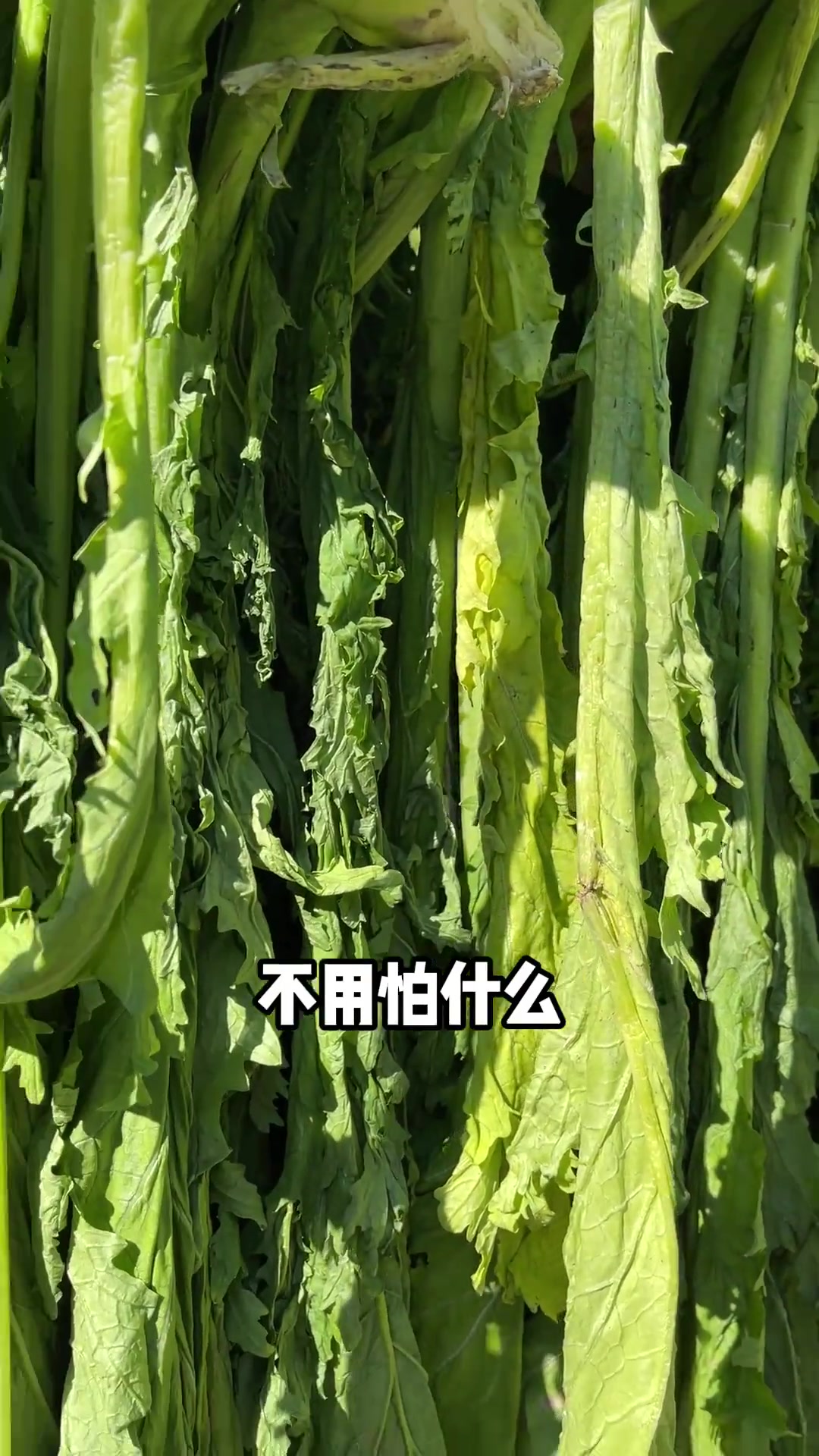 酒店推出客家风味梅菜干炒虾,作为灵魂的梅菜干,从菜苗种植到端上餐桌每一步都非常关键