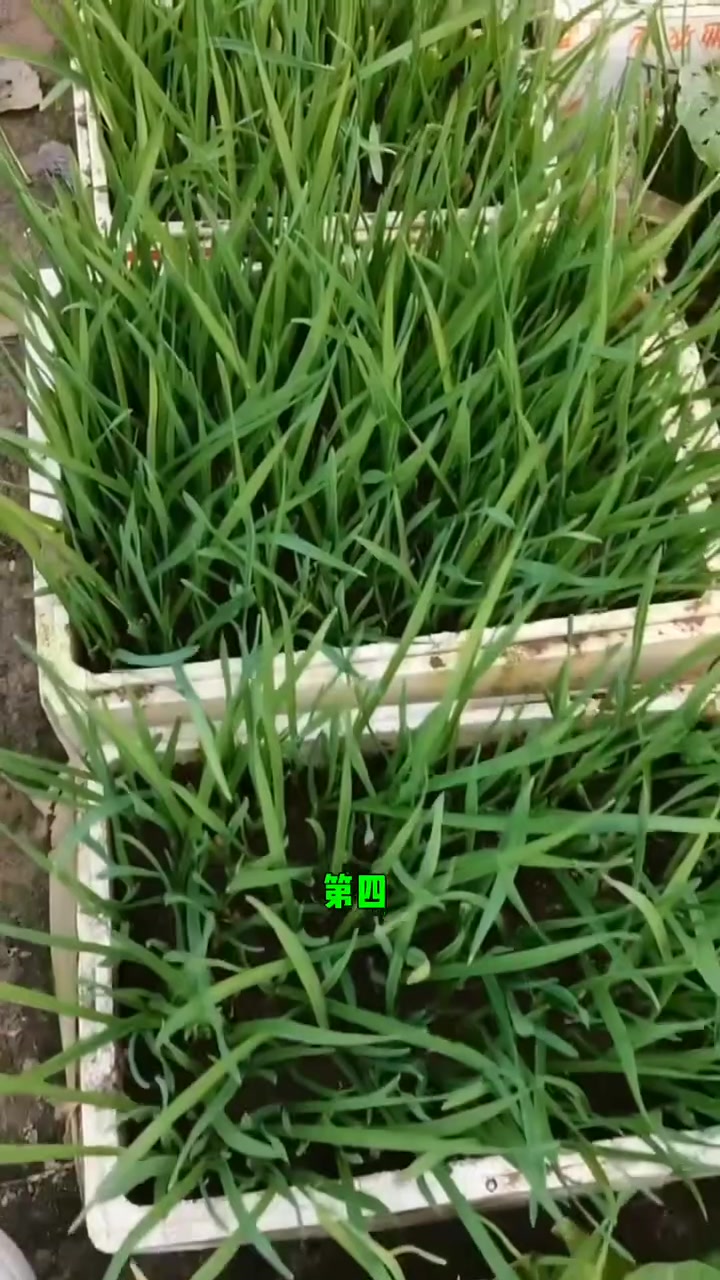 适合阳台盆栽的几种蔬菜