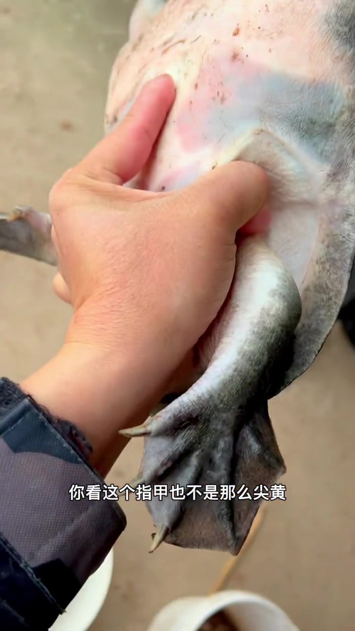 大爷3只甲鱼,几个月的生活费有了