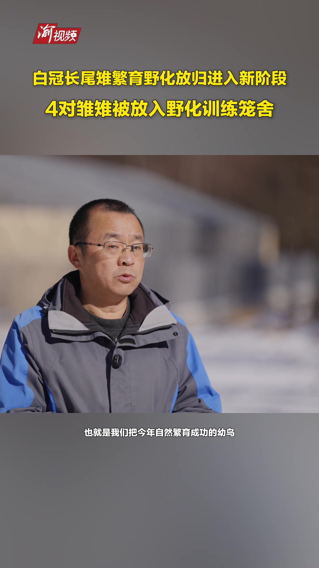 白冠长尾雉繁育野化放归进入新阶段,4对雏雉被放入野化训练笼舍