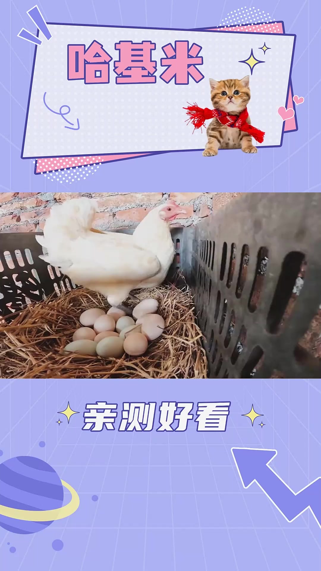 男子家养了一只奇怪的白鸡,不生蛋却喜欢孵化蛋,5个月全程记录