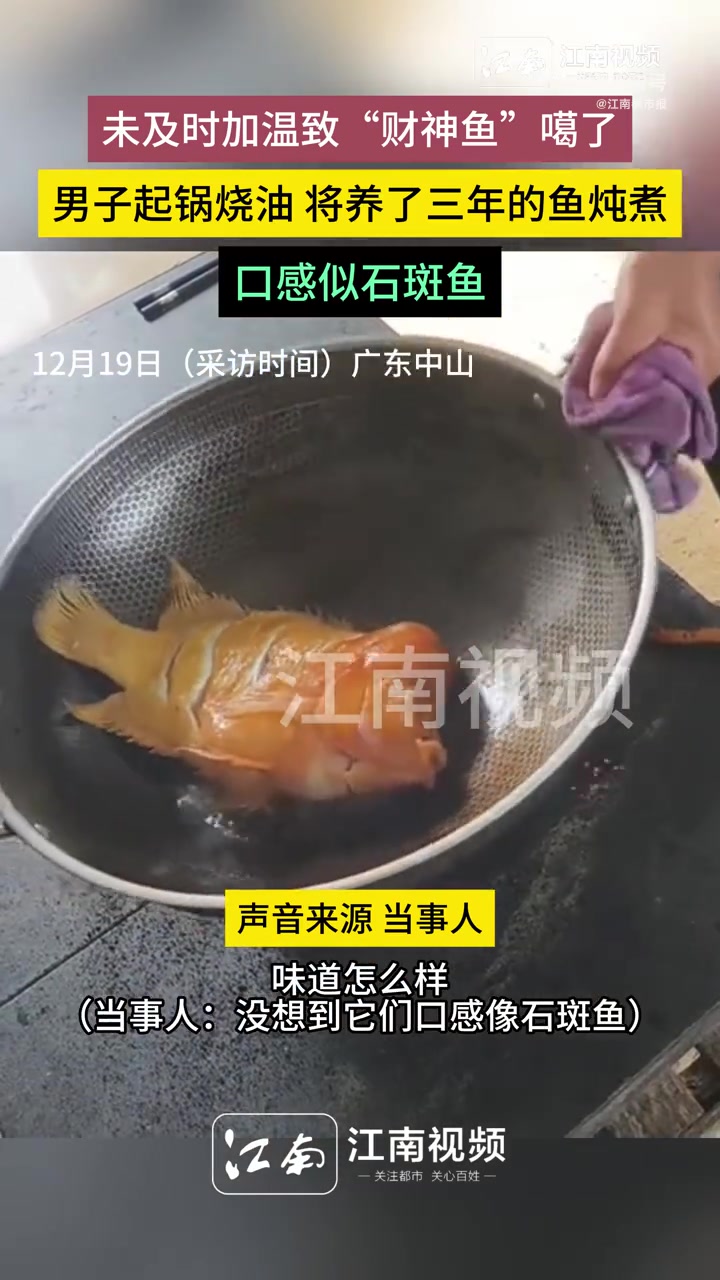 12月19日(采访时间),广东中山。观赏鱼可以吃吗?未及时加温致“财神鱼”噶了,男子起锅烧
