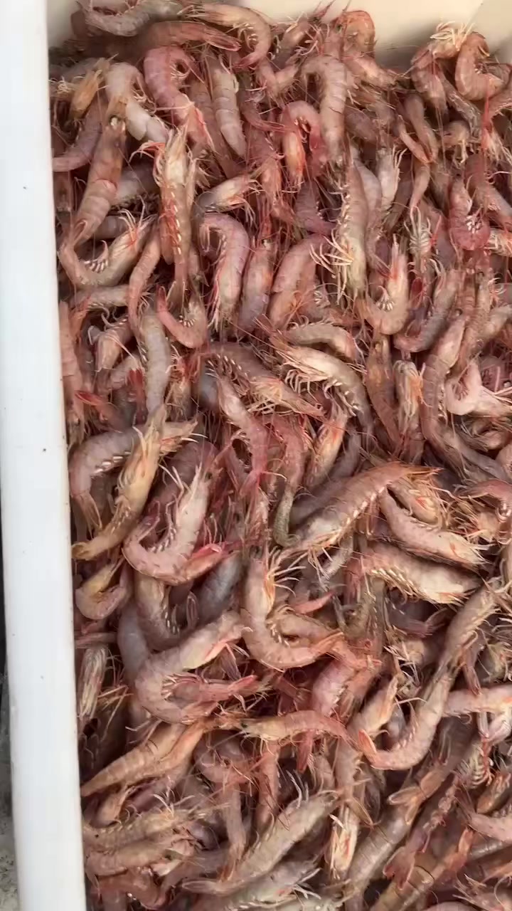 透活的鹰爪虾,强的厉害