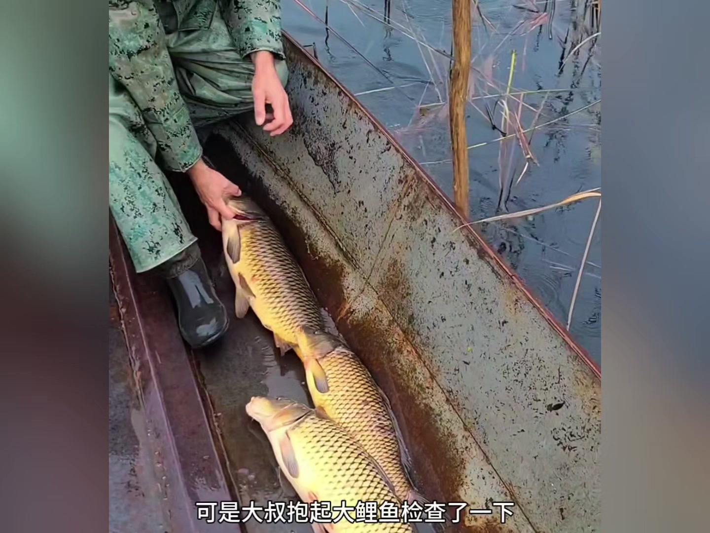 渔民大叔放生怀孕的大鲤鱼