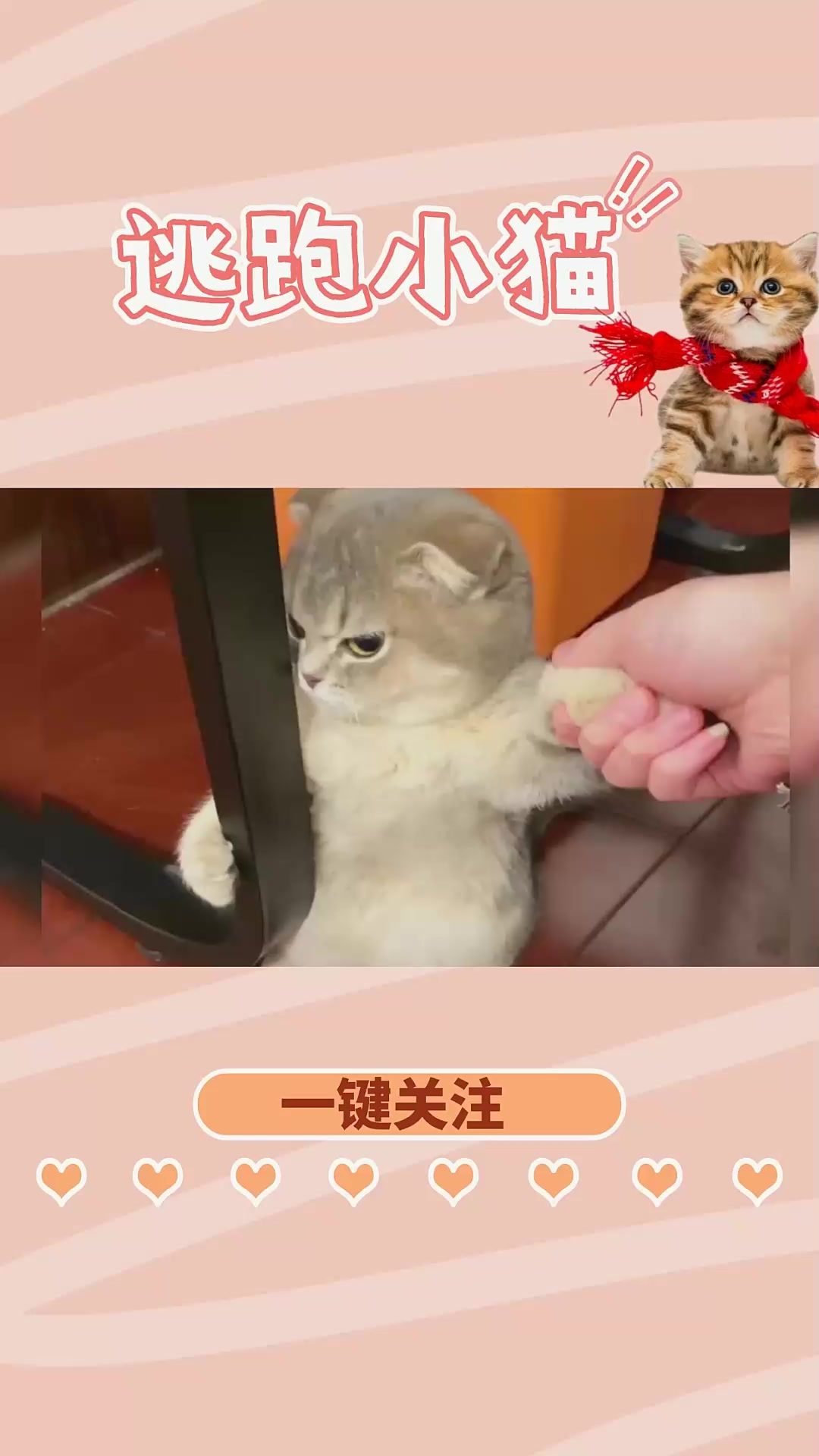 一只眼神犀利表情跩跩的可爱小猫被很多人做成了表情包和手机屏保