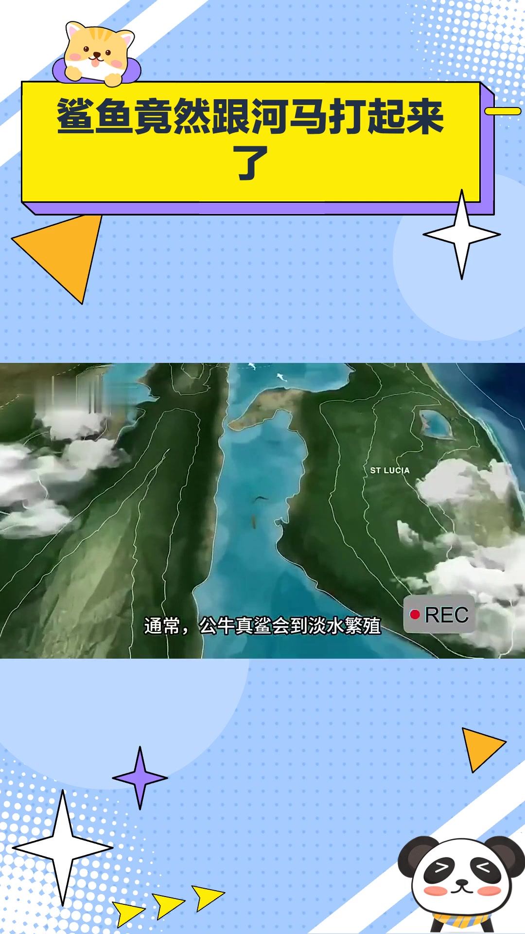 鲨鱼竟然跟河马打起来了