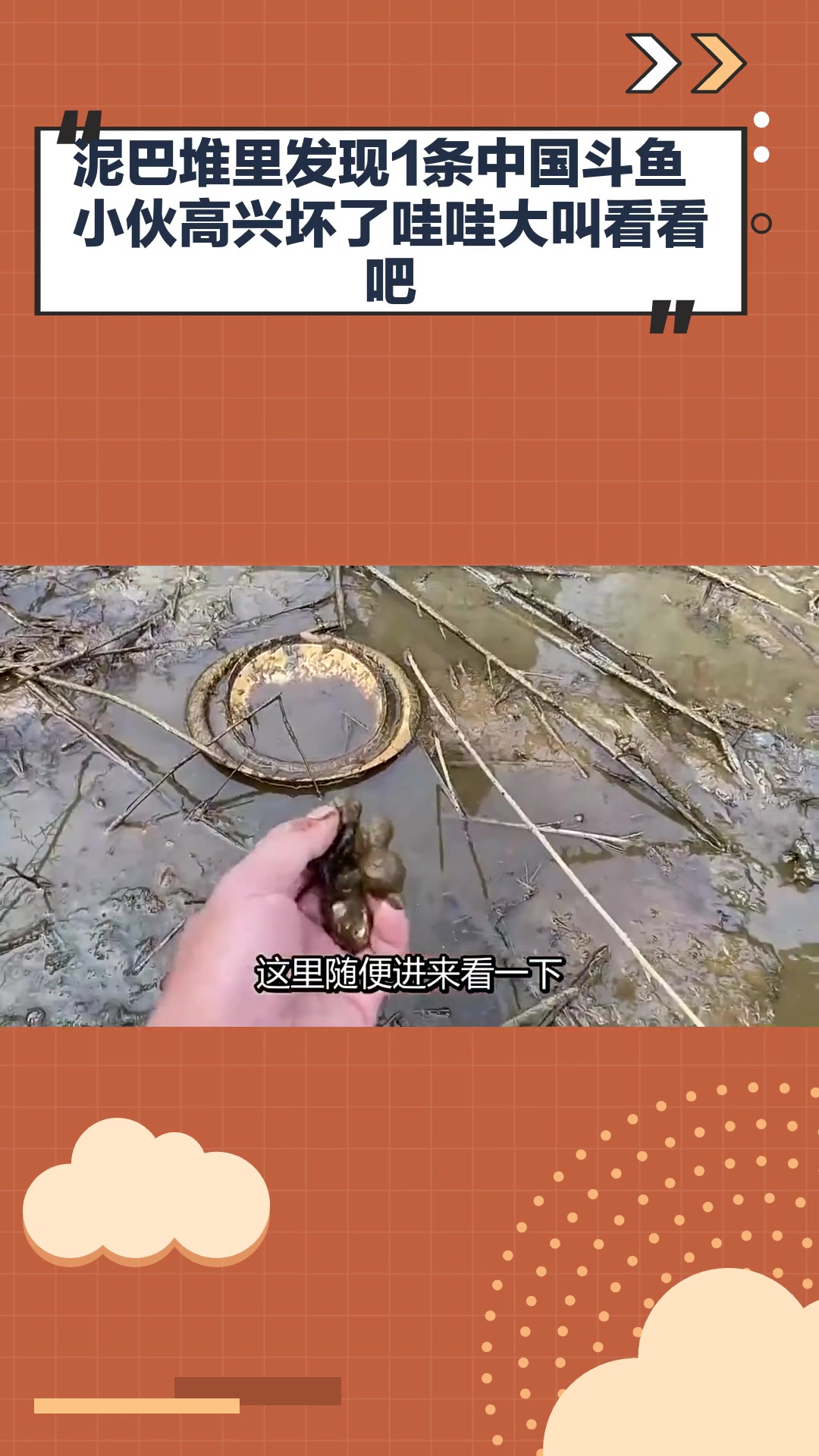 泥巴堆里发现1条中国斗鱼,小伙高兴坏了哇哇大叫,看看吧