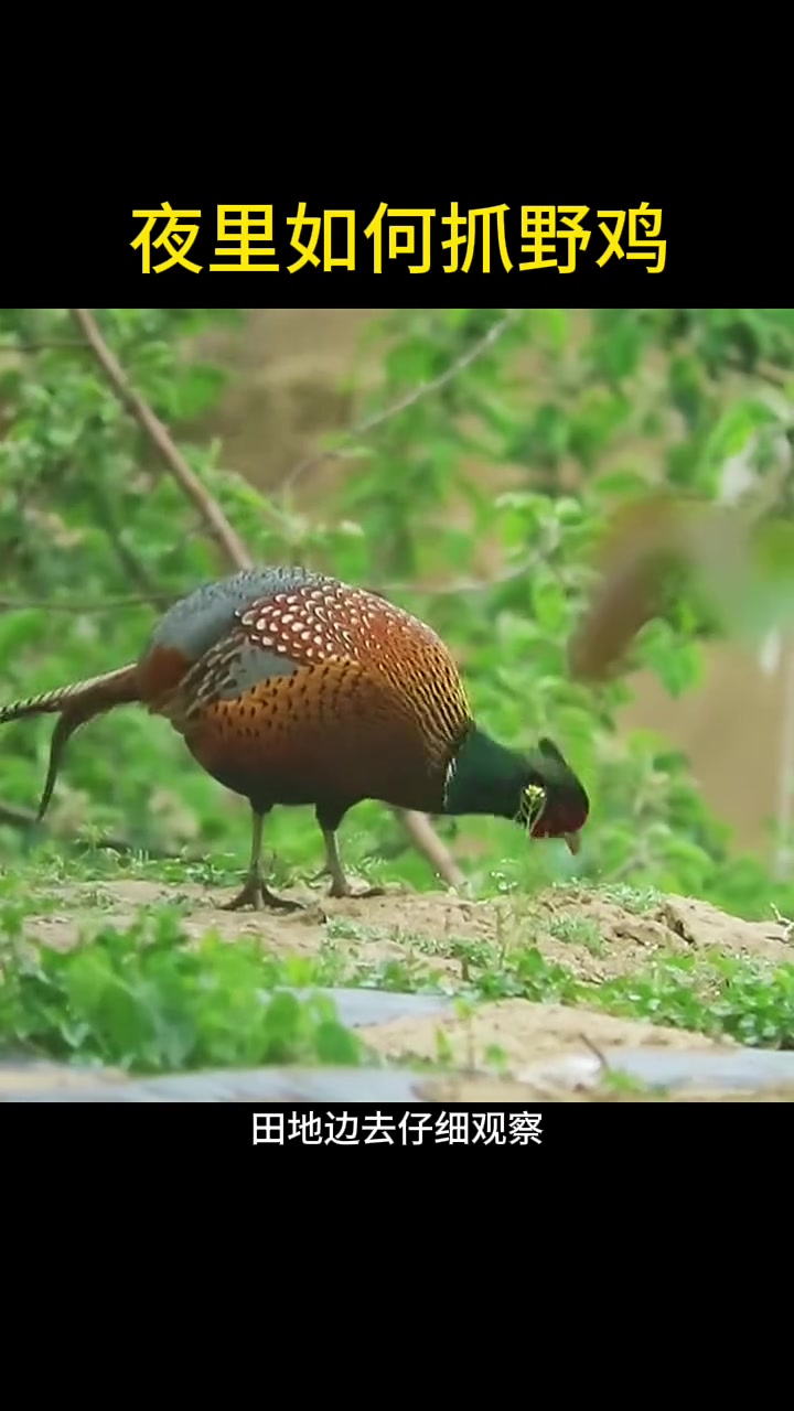 你知道夜里如何抓野鸡吗?