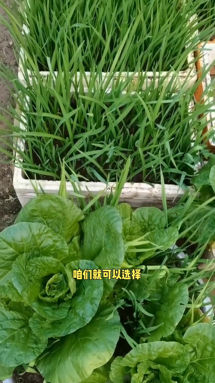 冬季蔬菜如何浇水施肥管理很重要
