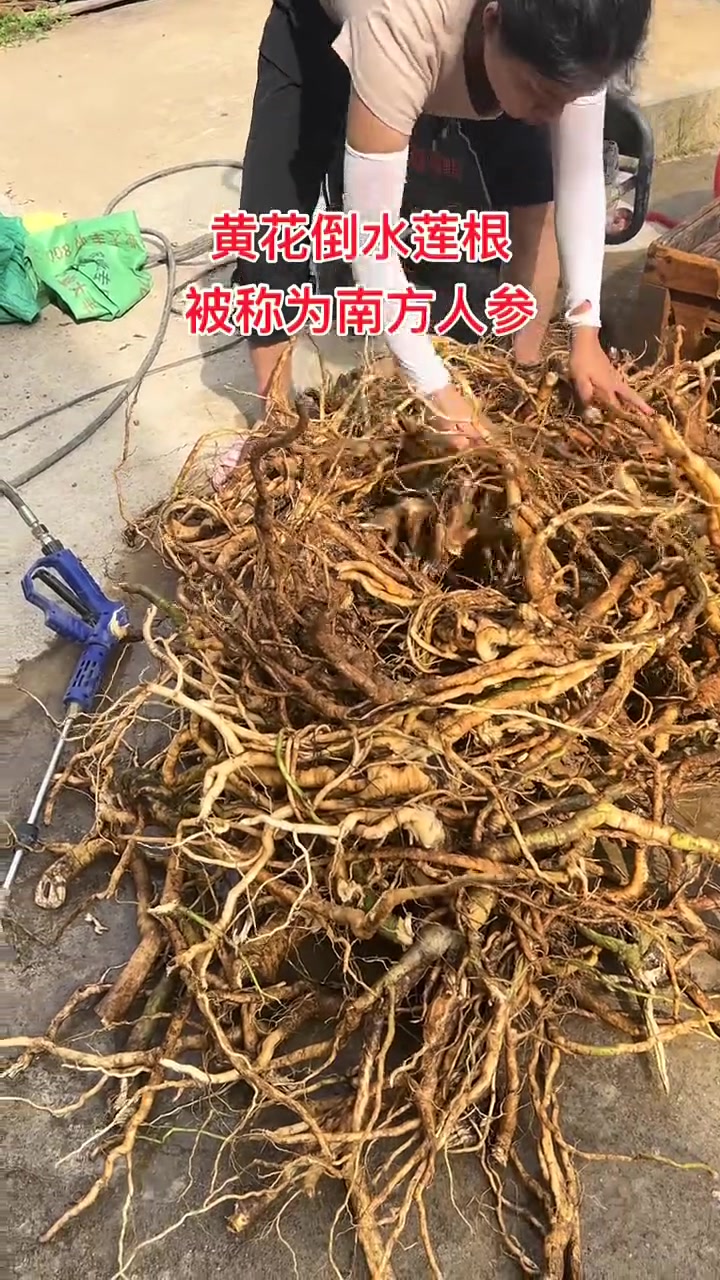 要想冬天不再冻手冻脚,黄花倒水莲根煲汤怎可少?