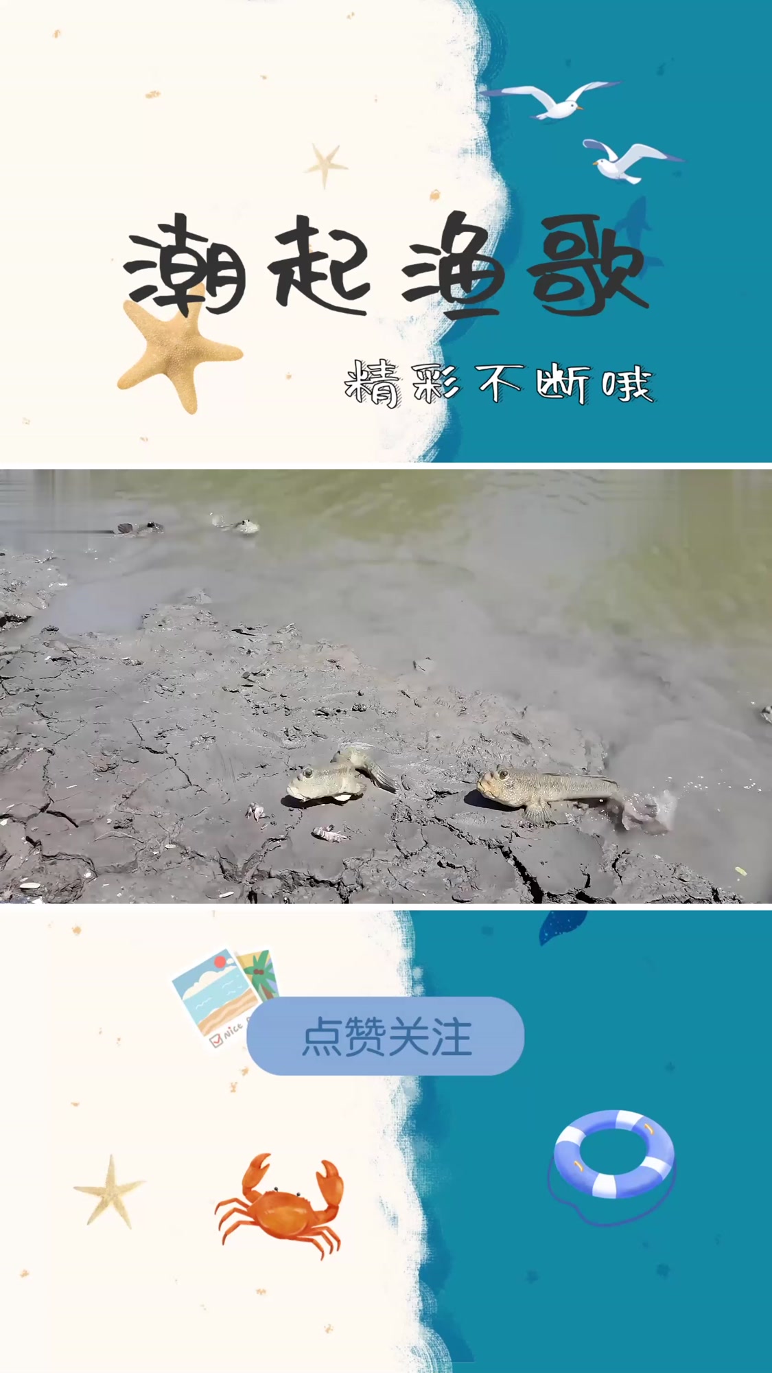 当宠物来养的沙雕鱼极其聪明,不仅容易捕捉且味道鲜美