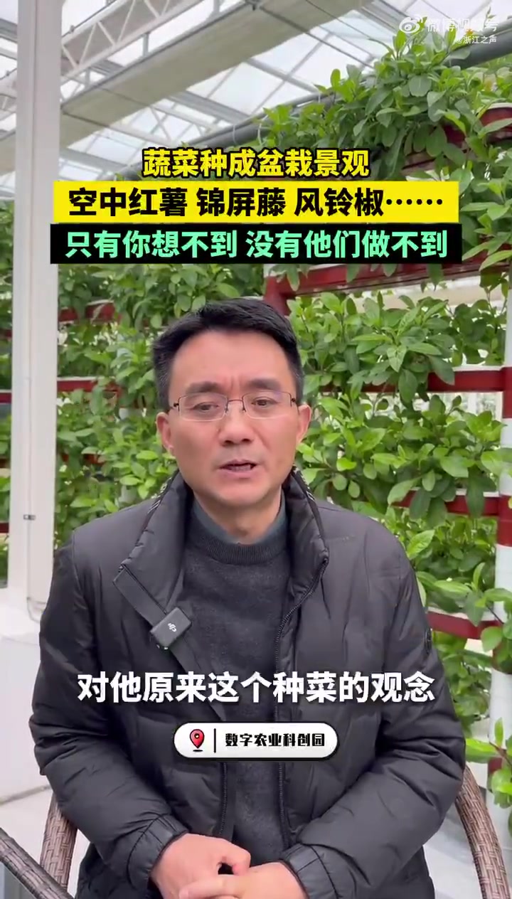 「堪比植物园!这里把蔬菜种成盆栽风景」三米高的“红薯树”、两个拳头大的红番茄、坐着“摩天轮