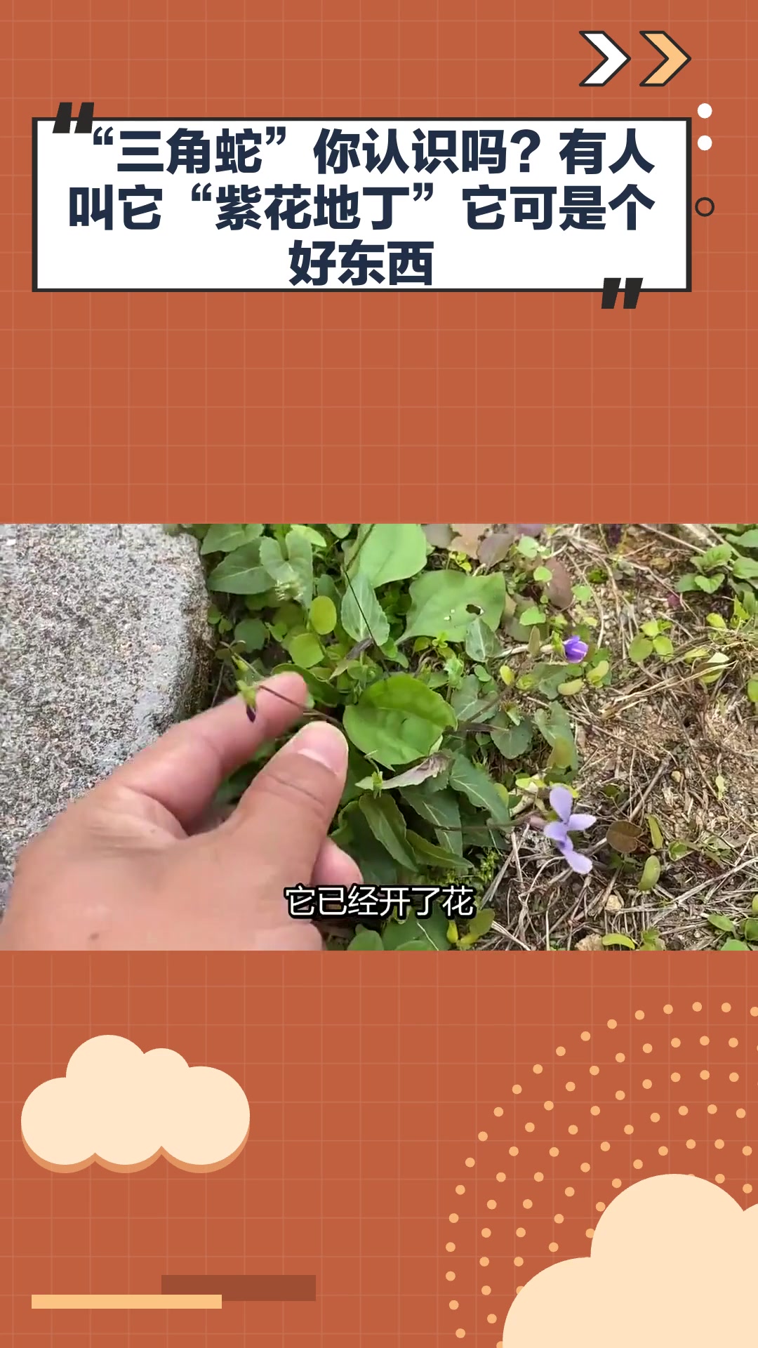 “三角蛇”你认识吗?有人叫它“紫花地丁”,它可是个好东西