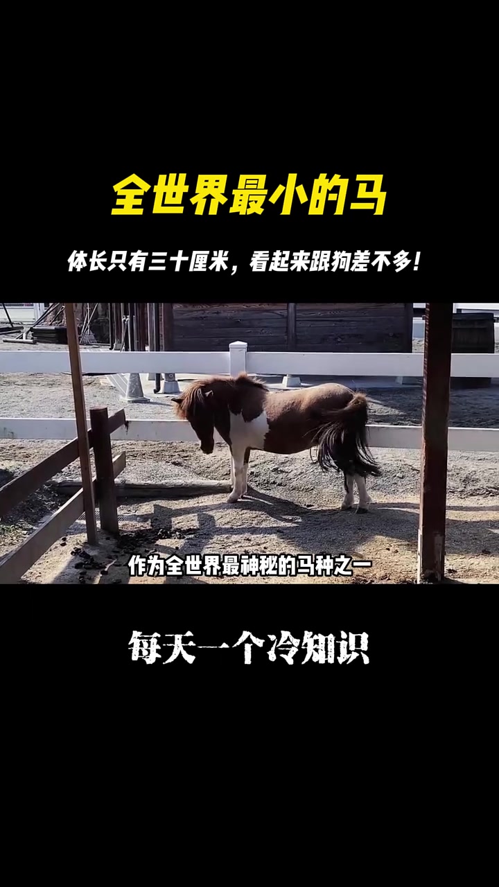 全世界最小的马,体长只有三十厘米,看起来跟狗差不多!马  不养马不知道爱马人的快乐