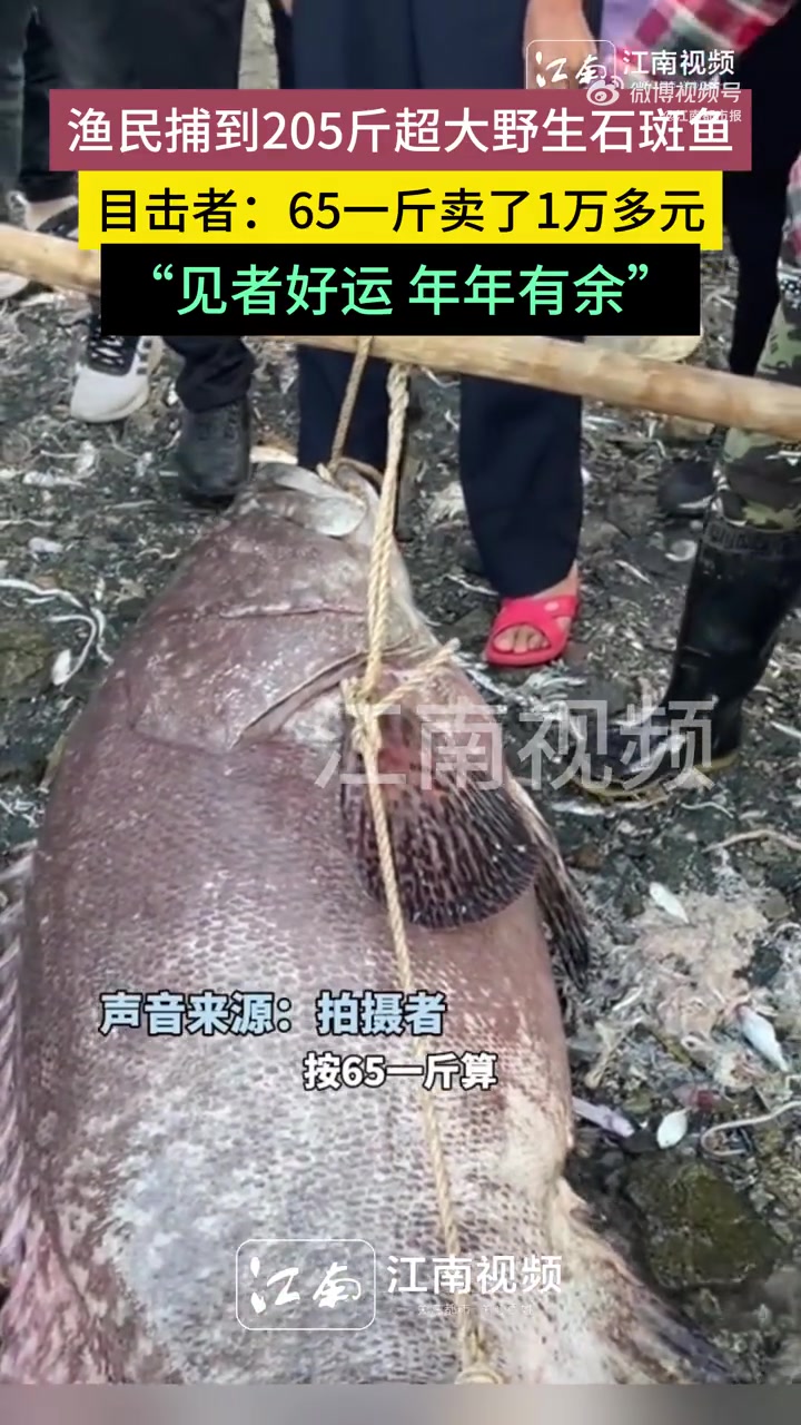 「渔民捕到205斤石斑鱼卖了上万元」12月22日,海南,渔民捕到205斤野生石斑鱼。目击者