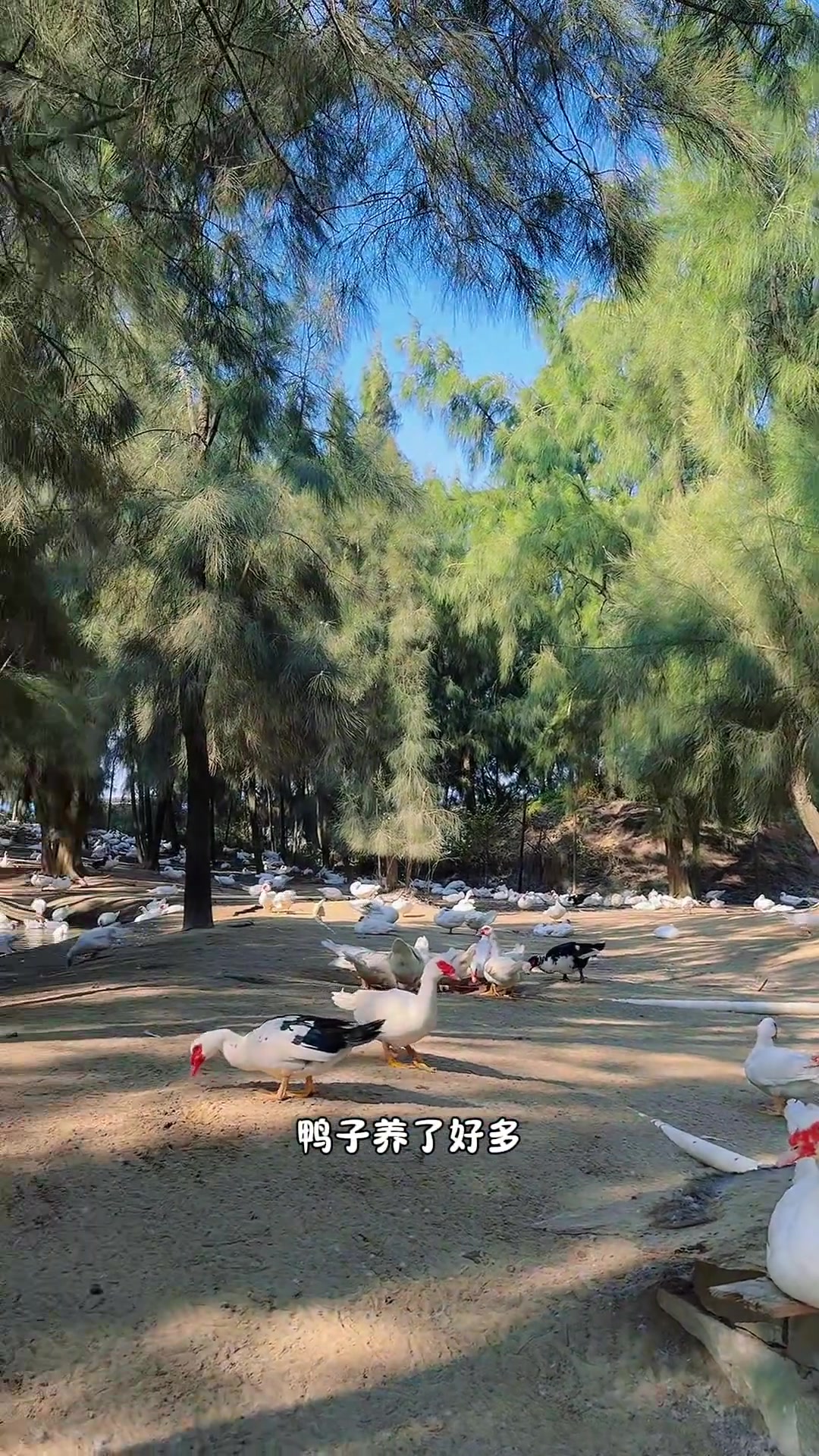 还有个把月过年了!鸭霸农场阿姨养在海边的鸭子鸡肉好吃!