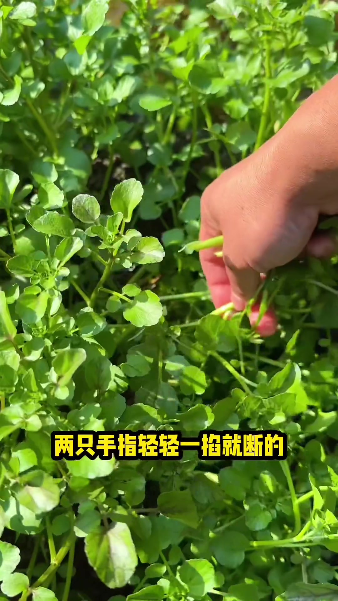 又到了摘山泉水西洋菜的时间 到新兴天露山,边逛美景边摘菜