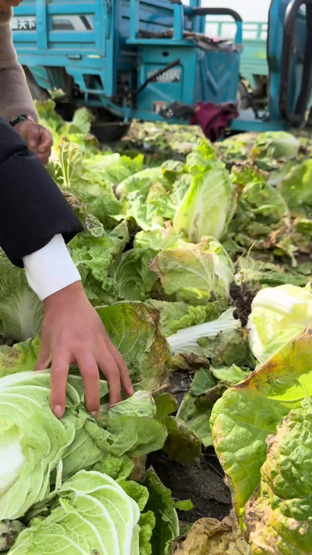 农民真是太不容易了,这娃娃菜在不卖就要全部坏在地里面啦