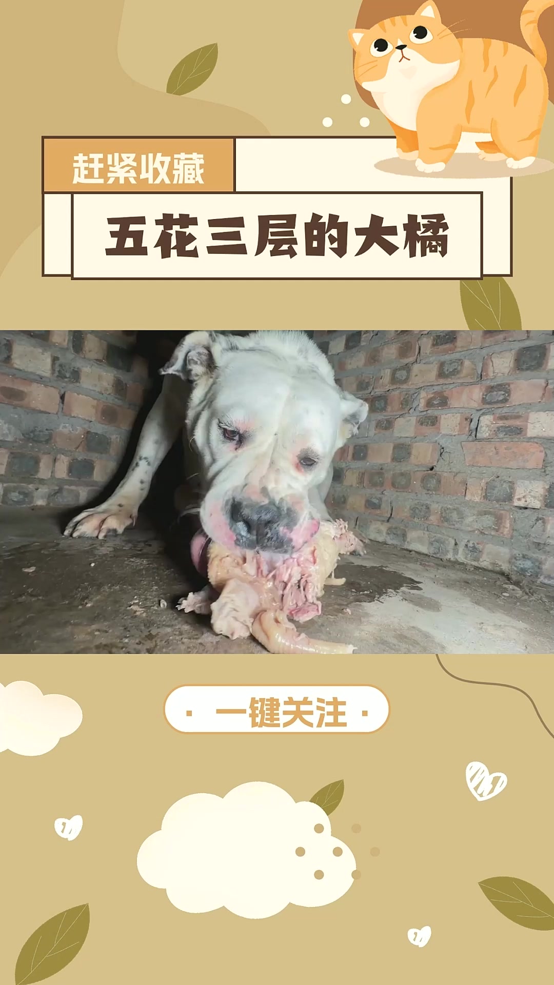 “铁树”诺米终于带胎了,二凯特意奖励2条白条鸡狼吞虎咽,得味