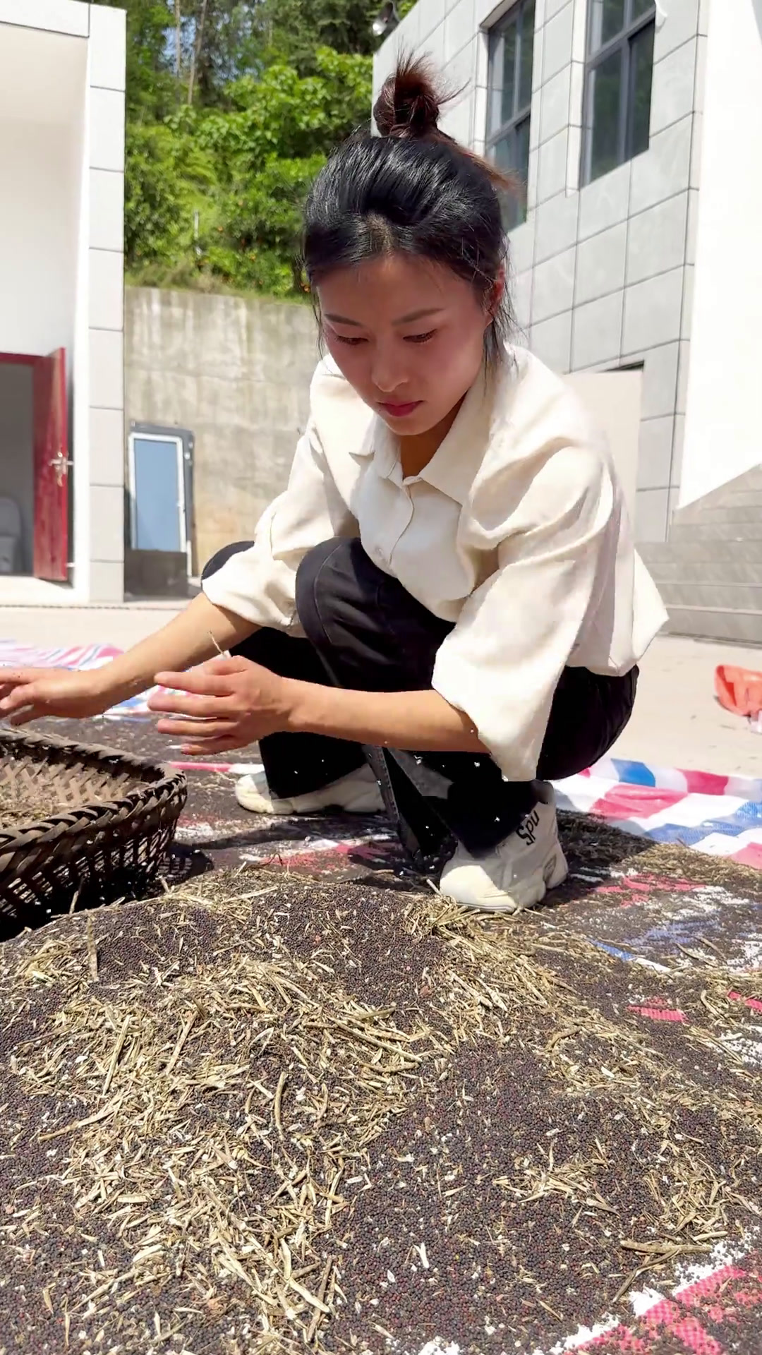 油菜花漂亮,油菜籽实用;油菜花开时霸屏,油菜籽成熟时少人问津