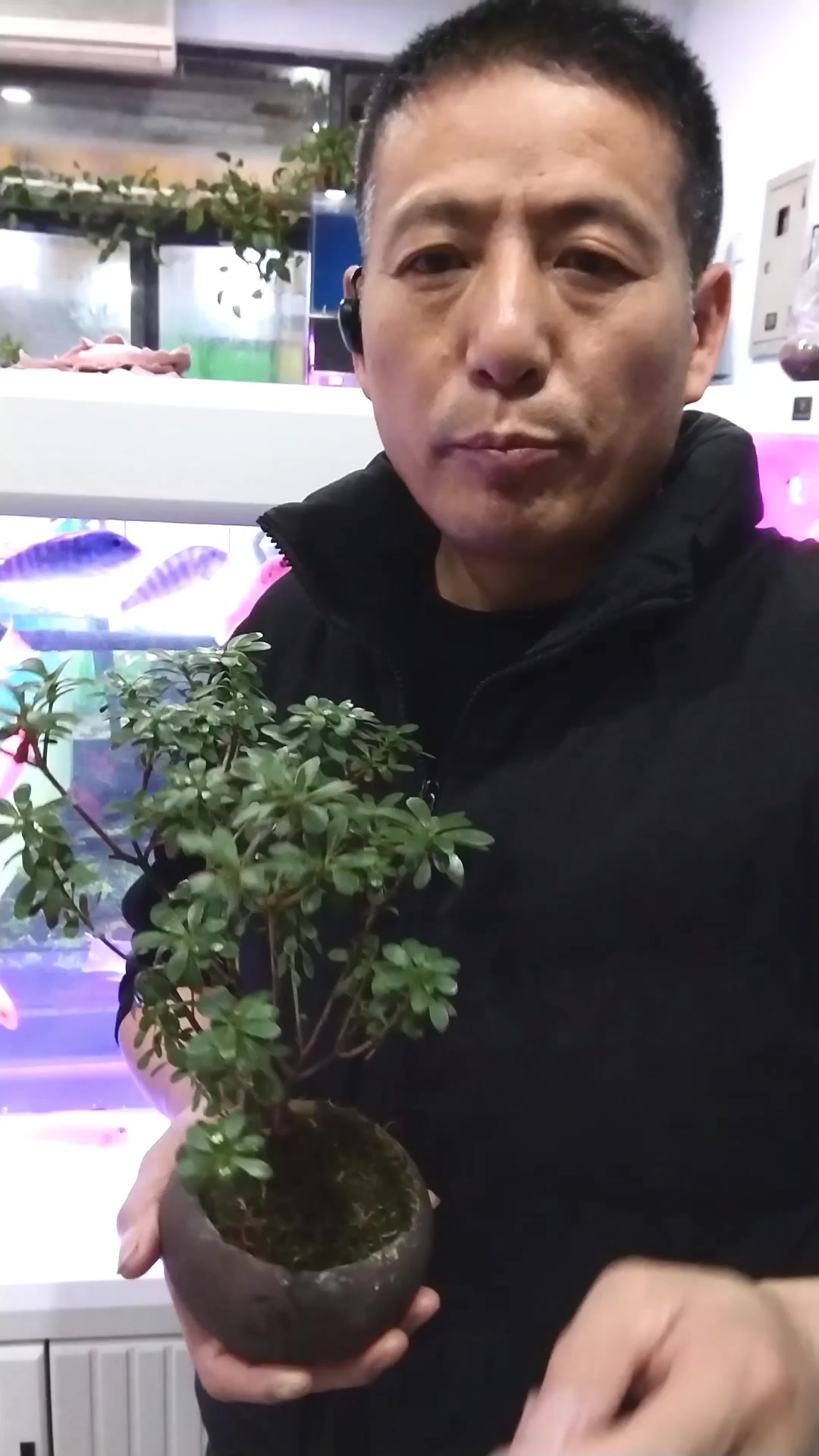 养鱼新手福音:关刀鱼轻松养