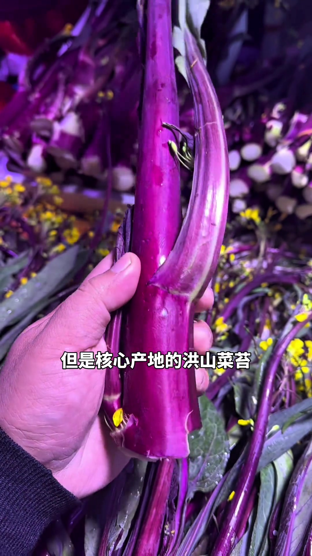 禅之菜苔武汉人的冬天,缺不了一盘红菜苔,但洪山菜苔的传说,更吸引人。湖北美食武汉美食洪山菜