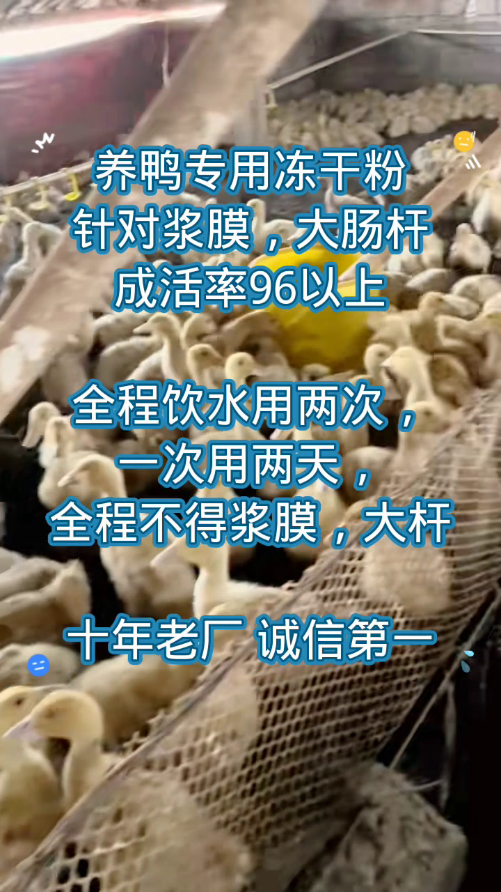 冻干粉饮水苗预防鸭子浆膜炎和大肠杆菌