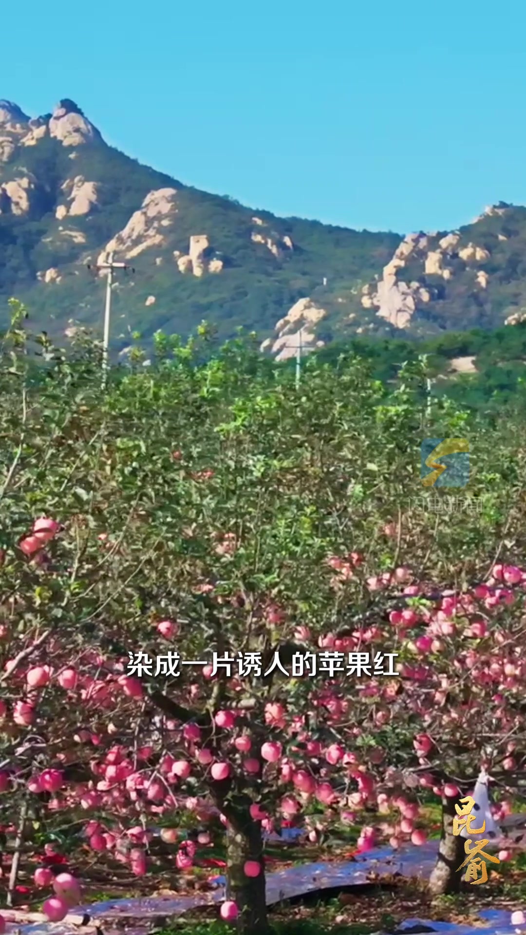 昆嵛|昆嵛山地区“照镜子”的苹果 平均每天在市场交易近百万斤