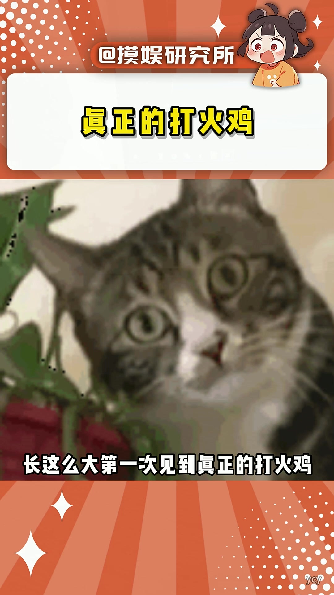 真正的打火鸡
