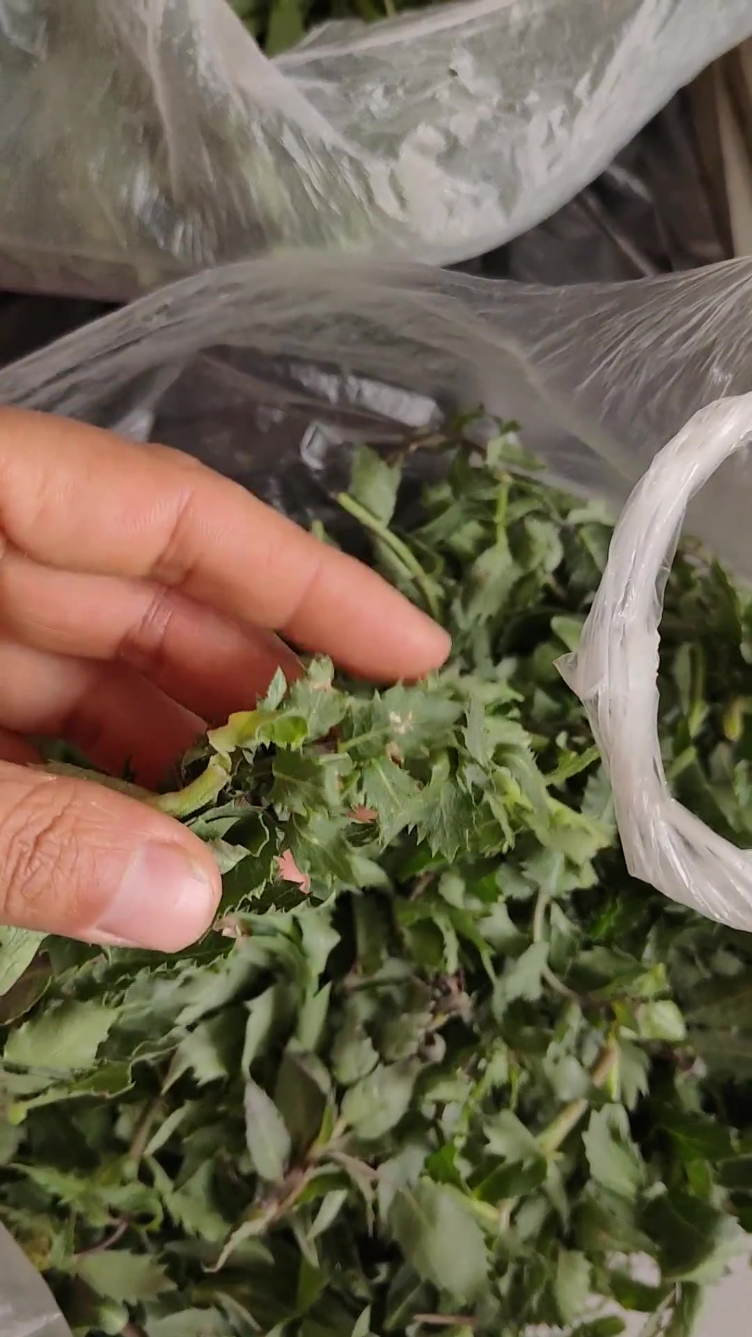 山鸡肉野菜馅菜饼子,炸槐树花,你们吃过吗