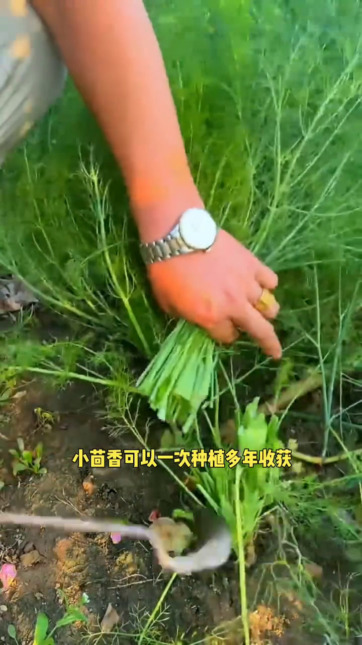 可以长期收获的蔬菜有哪些