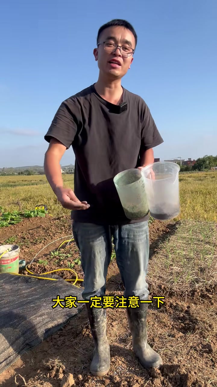 黄心菜怎么种?播种黄心菜