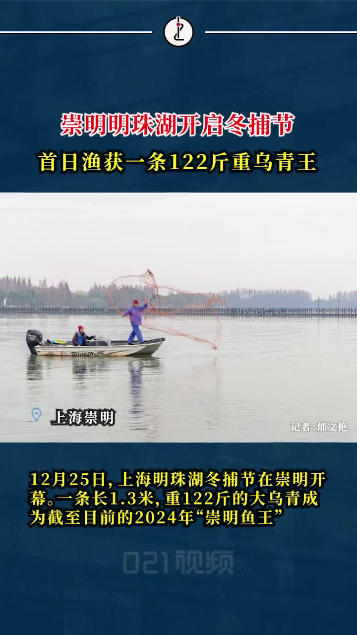 「冬捕开始!上海崇明捕到122斤重乌青鱼」12月25日,上海明珠湖冬捕节在崇明开幕。一条长