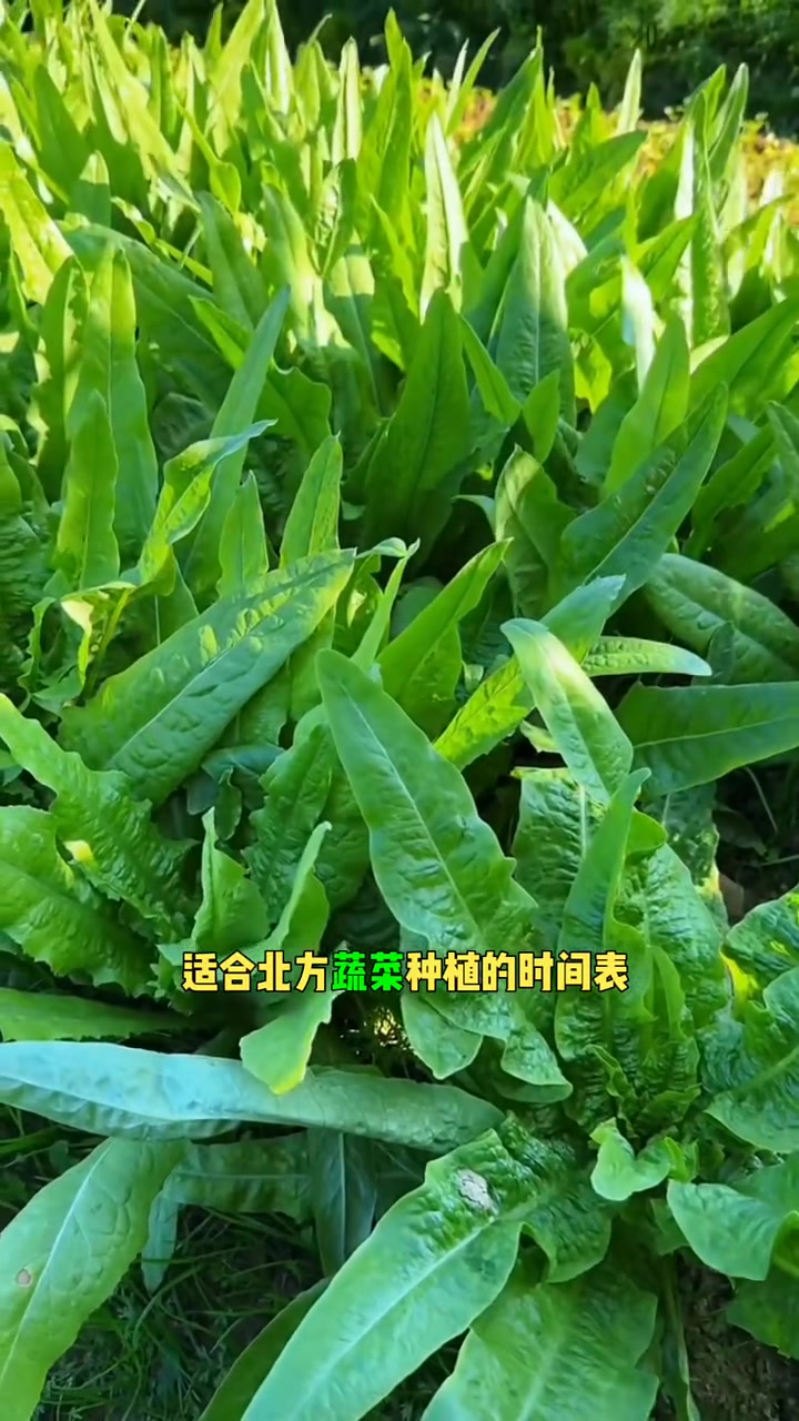 适合北方蔬菜种植的时间表