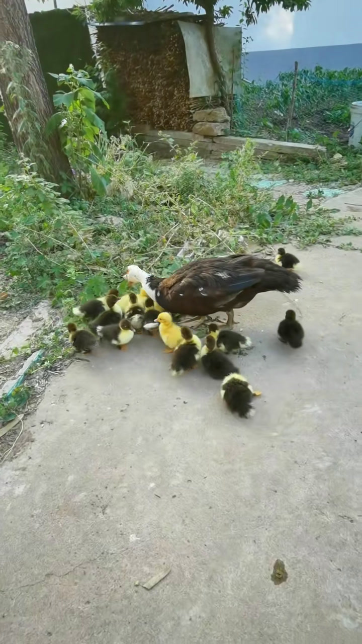 我的小鸳鸯鸭经过35天漫长孵化,今天第3天了