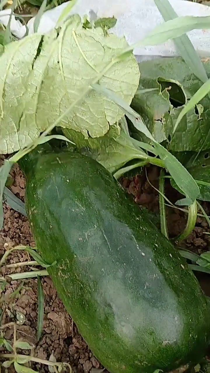 农家自种绿菜瓜