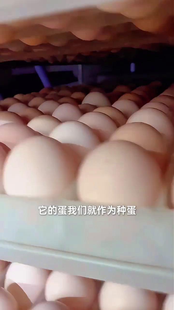 你听过3万只鸡一起鸣叫吗?探访仙居鸡的源头产地