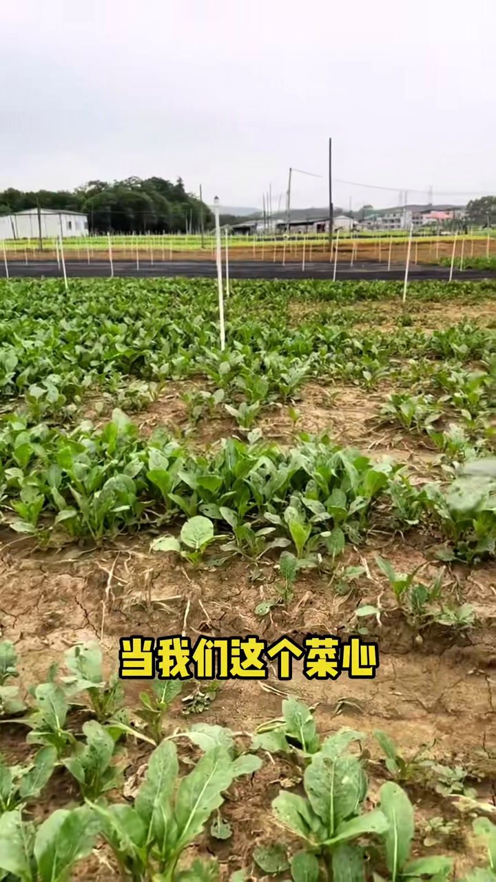 菜心跳甲防治方法和技巧,可适合于另外的叶菜