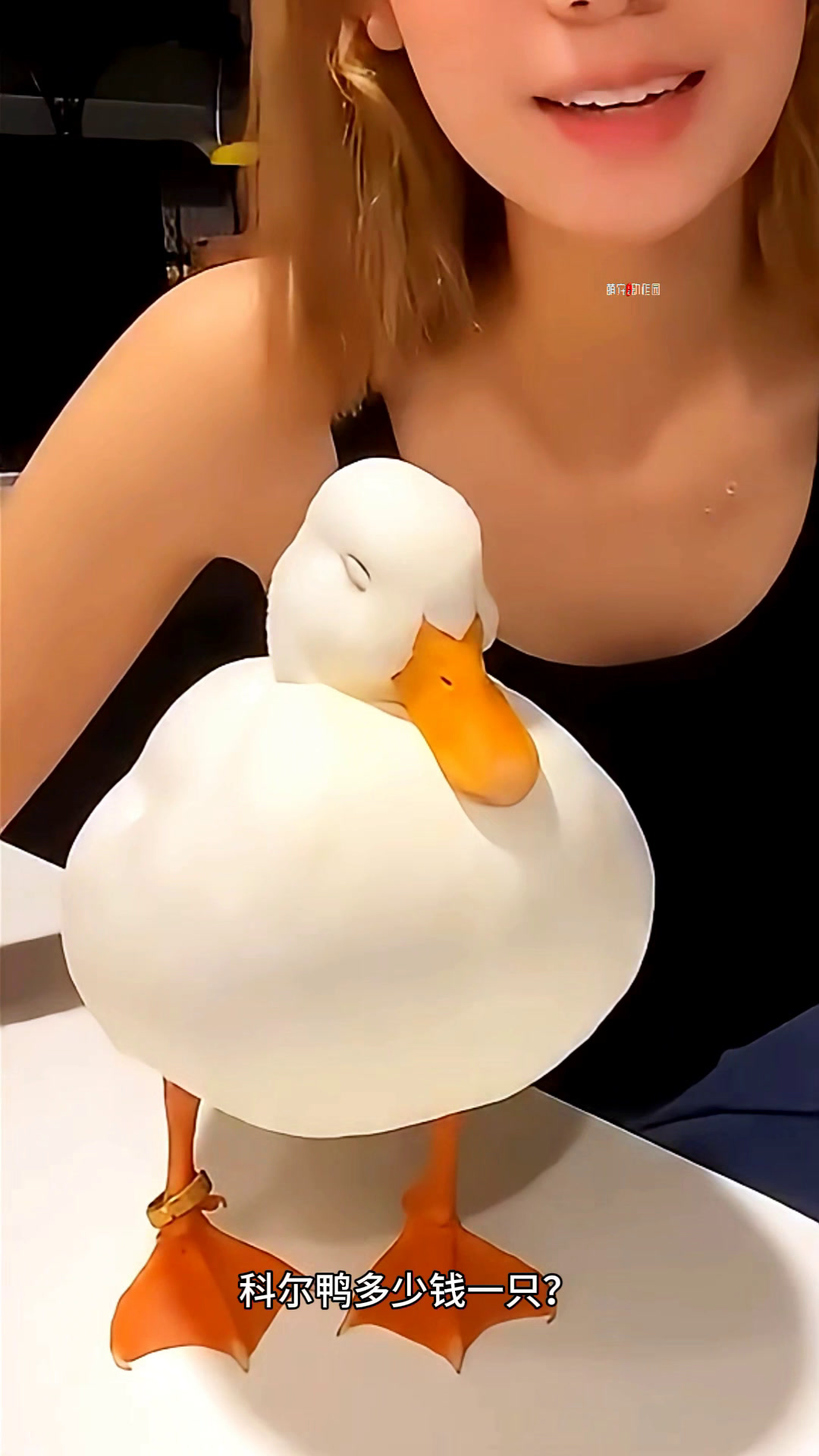 柯尔鸭多少钱一只