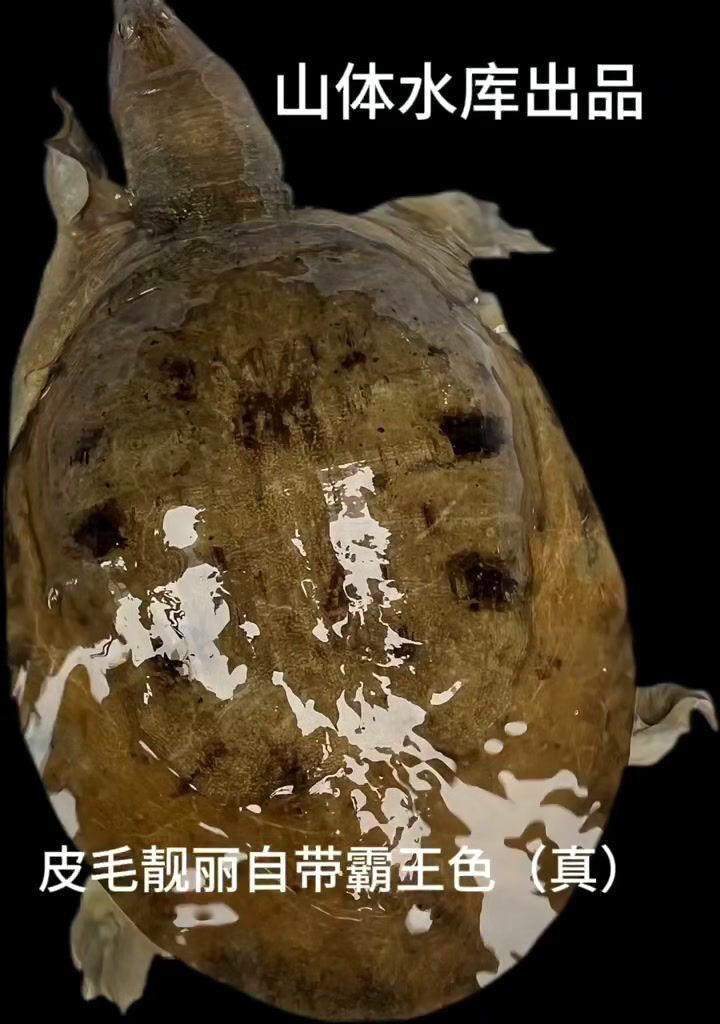 野生甲鱼种系怎么出分?你知道吗?
