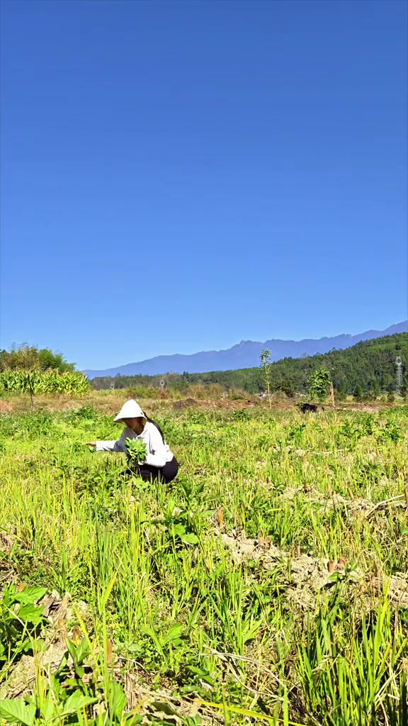 革命菜,野茼蒿,我们又喊它孔明菜,有没有吃过的朋友我的乡村生活农村美食野菜野茼蒿凉拌菜