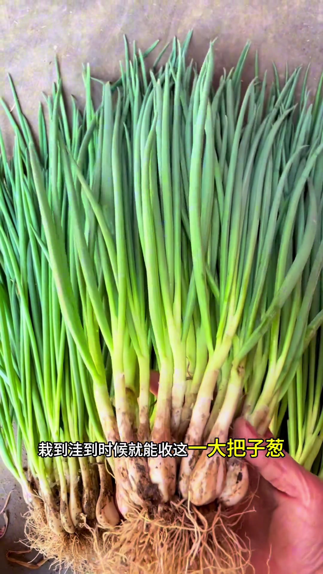 记录真实生活 自己种的纯天然的绿色蔬菜 一份耕耘一份收获