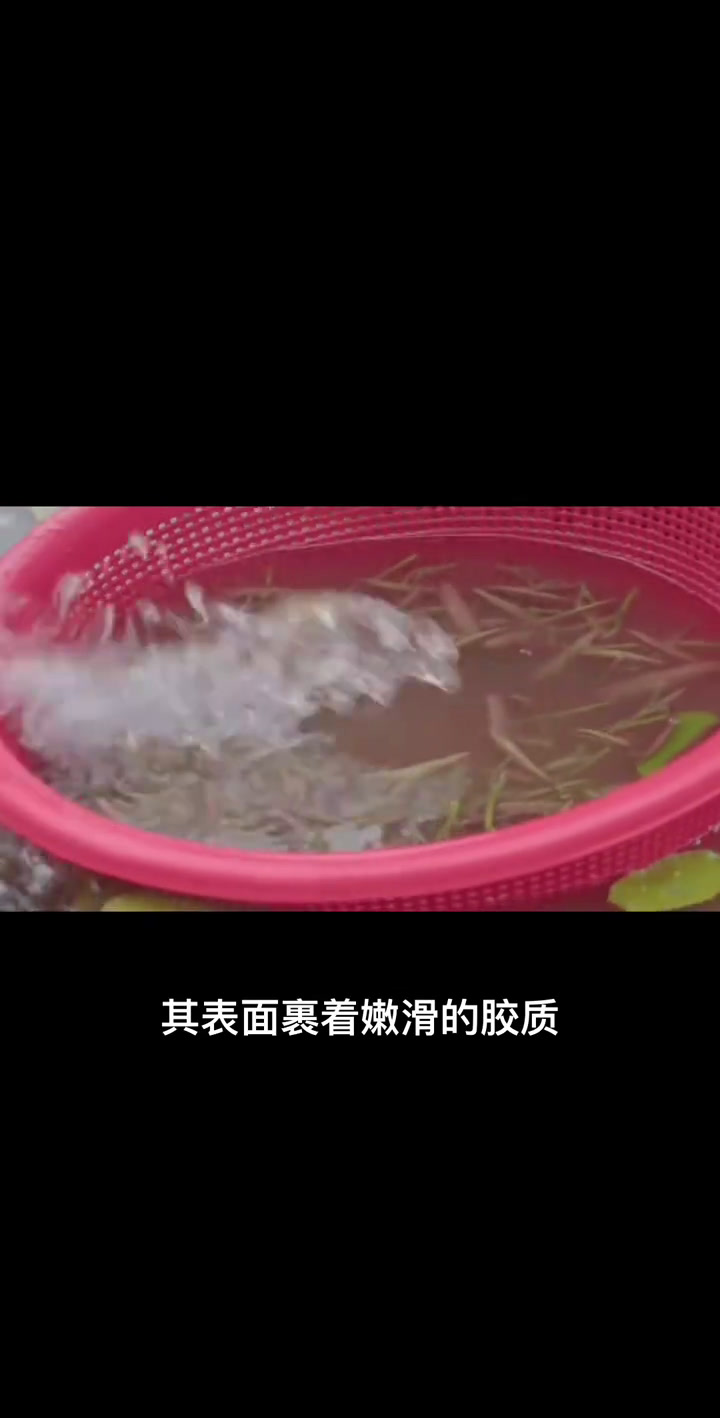 湖北恩施利川特产“清水莼菜”新鲜很开胃莼菜农家土特产特色农产品原生态山珍美味