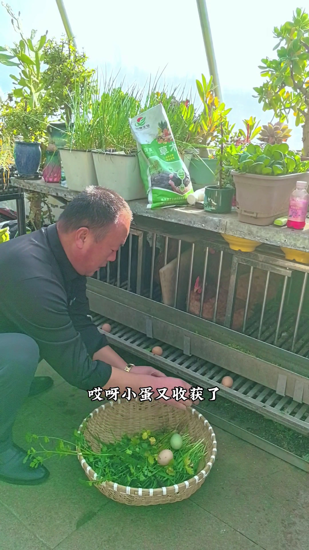 退休后拥有自己的一个小菜园子,每天种种小菜养养小鸡